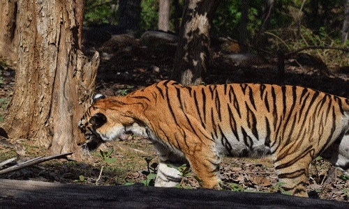Injured T-20 Tigress given treatment in Karmajhiri Circle at Pench Reserve - Vimarsana News