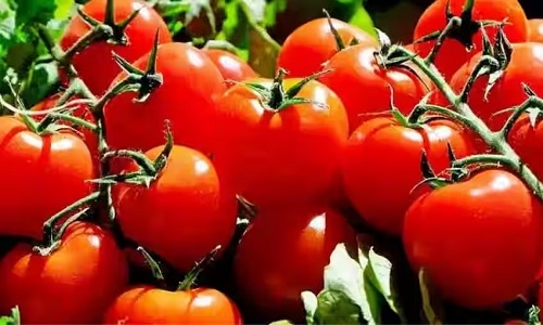 tomato 