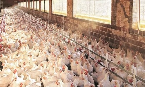 Poultry sector 