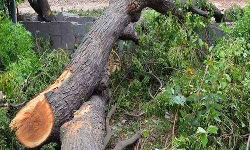 MSTA ayes felling of 1,363 trees in city sans check - Vimarsana News