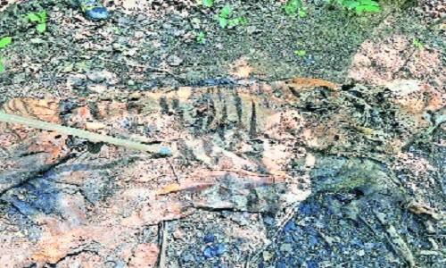 Tiger carcass found in Umred-Karhandla - Vimarsana News