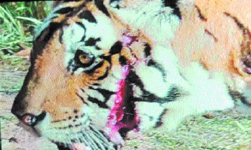 tigress T-65 injured