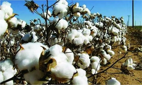 Unapproved HTBt cotton seeds 