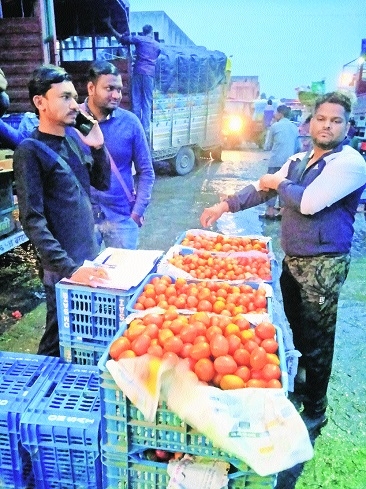 Tomatonomics: From farm to plate - Vimarsana News