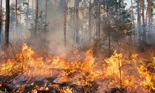 State loses 1.706 lakh Ha to forest fires in 5.5 yrs - Vimarsana News