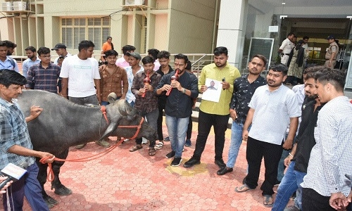 Union brings buffalo 