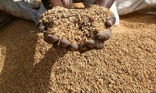 BJP corners Govt over food grain scheme - Vimarsana News