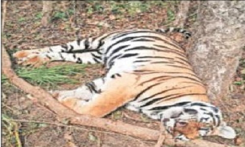 115 tigers killed in State