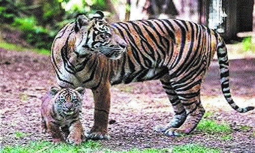 Ratapani, with 88 tigers