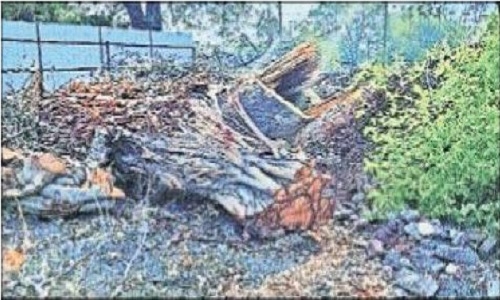 MSTA allows felling of 25 heritage 
