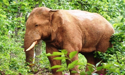 Chhattisgarh's initiative to mitigate human-elephant conflict via 'App' - Vimarsana News