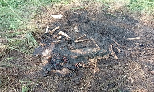 Decomposed carcass of tiger