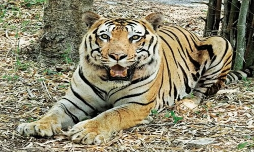 accommodate Vidarbha’s problematic tigers