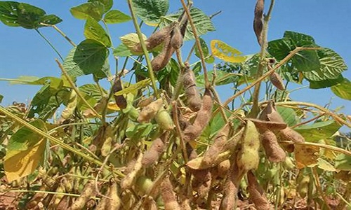 Soyabean crop good so far