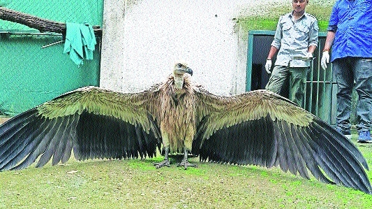 Two starving juvenile Indian V
