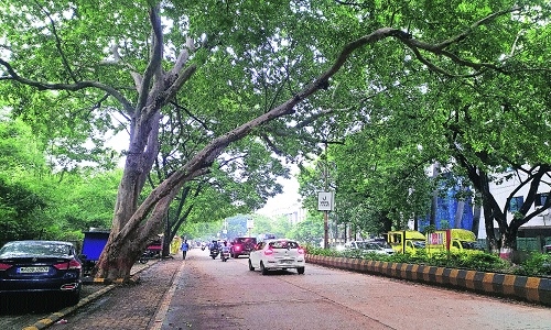 Concretisation, trimming, depleting groundwater taking toll of trees - Vimarsana News