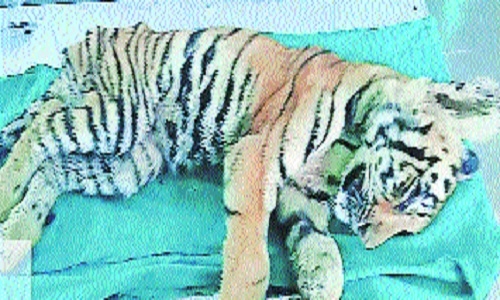 Female tiger cub dies at TTC - Vimarsana News