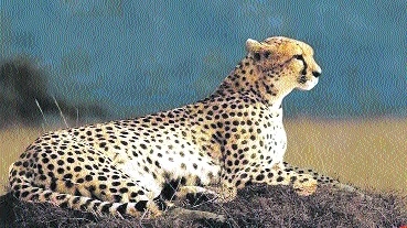 cheetahs 