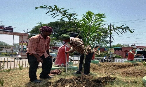 Over 50,000 saplings planted