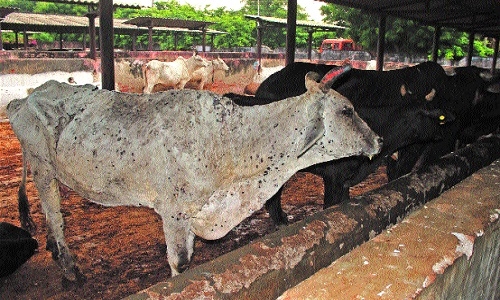 Alarming: 32 cases of Lumpy Virus detected in 7 days in city - Vimarsana News