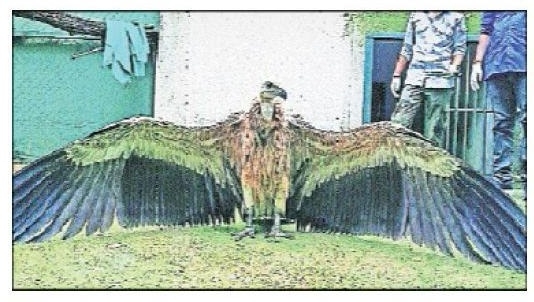 vultures 