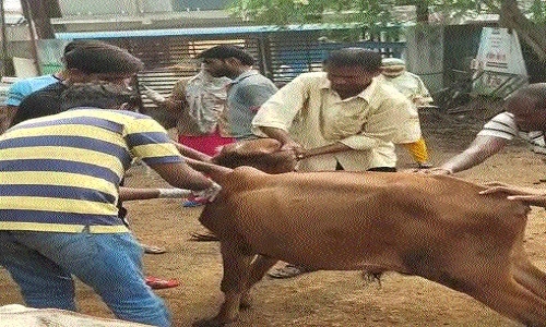 Distt administration starts vaccination to protect cattle from Lumpy virus - Vimarsana News