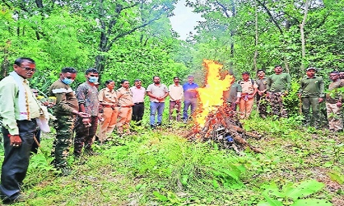 Two tiger cubs found dead in Paoni UC buffer of PTR - Vimarsana News