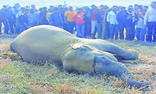Female wild elephant electrocuted - Vimarsana News