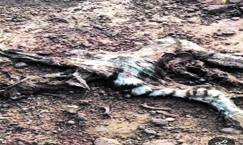 Decomposed tiger carcass found in BTR - Vimarsana News