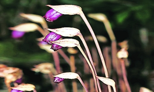 flower species