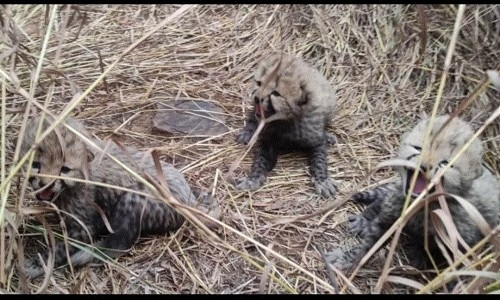 Cheetah Asha delivers 3 cubs