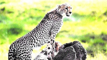  Kuno Cheetah 