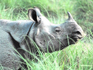  rhinoceros