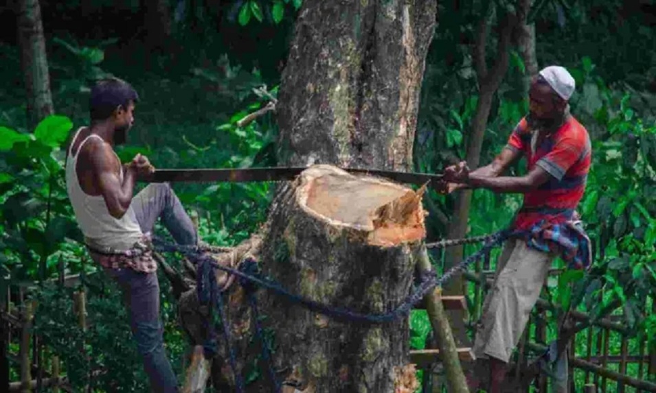 Over 17600 trees felled 