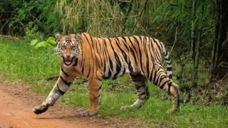 Navegaon-Nagzira Tiger Reserve 