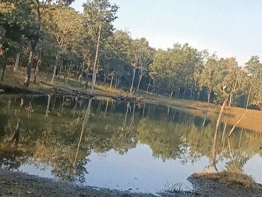 Pench witnesses full booking for New Year celebrations