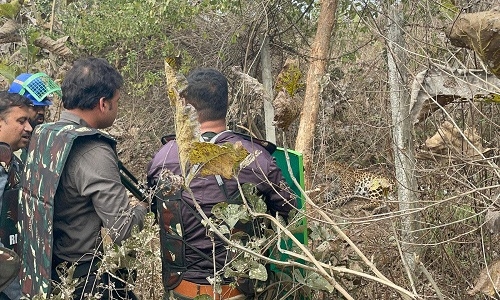 Leopard trapped in fence wire