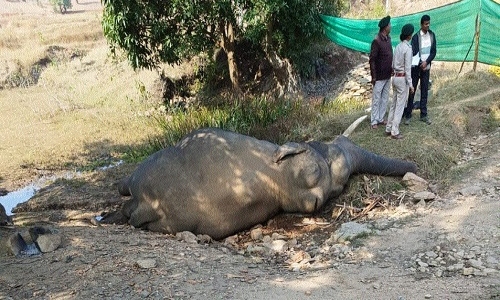 Electrocution of elephant 'Pyare' sparks outrage - Vimarsana News