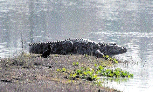 Kaliyasot-Kerwa tigers