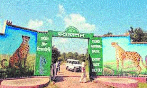 Cheetah Safari in Sheopur put on hold - Vimarsana News