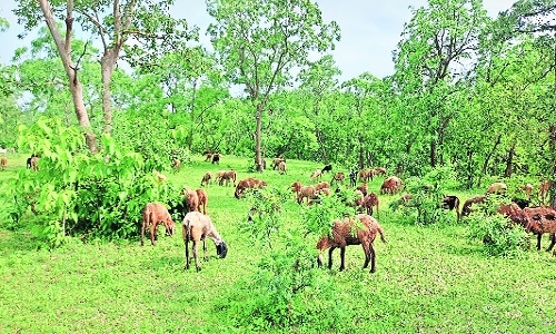 Corruption at lower level