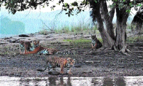 Shivpuri’s Madhav National Park 