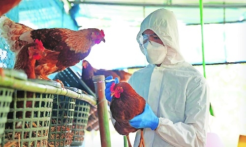 Bird Flu.. Radius of ‘affected area’ increased from 1 km to 3 km from ...
