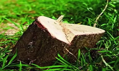 widening of road near Ambazari dam