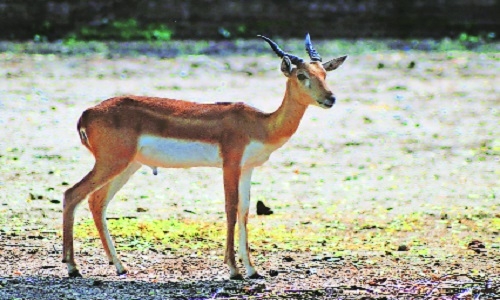 Maharajbag zoo