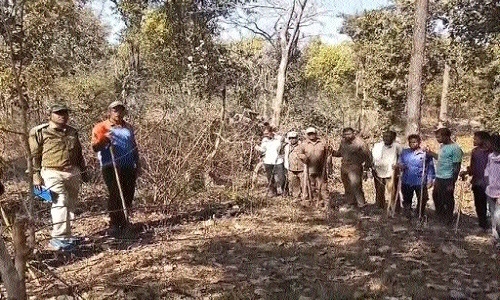Tiger attack in Kanha Reserve