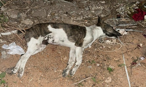 crushes puppy to death