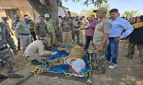 Injured tiger rescued