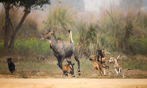 PTR mgmt to vaccinate stray dogs 