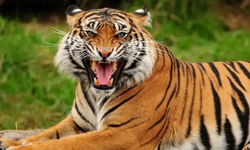 Tiger  attack